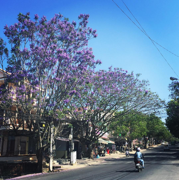 Phượng tím Đà Lạt đặc sản của thành phố ngàn hoa