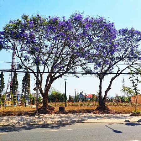 Phượng tím Đà Lạt tại Dốc Đá Bùi Thị Xuân