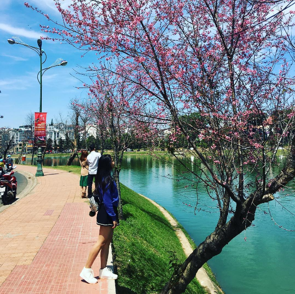 Đà Lạt rực rỡ mùa hoa anh đào và mùa phượng tím