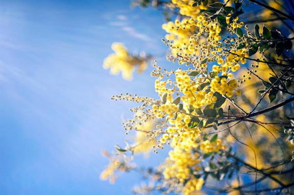 Khám phá vẻ đẹp Đà Lạt mùa hoa mimosa in trên nền trời xanh