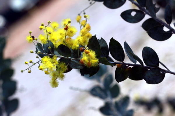 Những bông hoa mimosa tựa như những cục bông nhỏ li ti