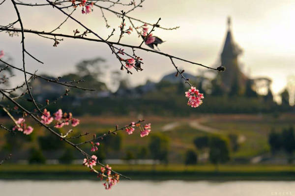 Hoa mai anh đào ven hồ Xuân Hương - Ảnh: Cao Cát