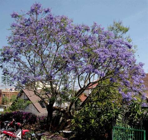 Tiến sĩ Hà Ngọc Mai mang hạt phượng tím từ Australia về ươm