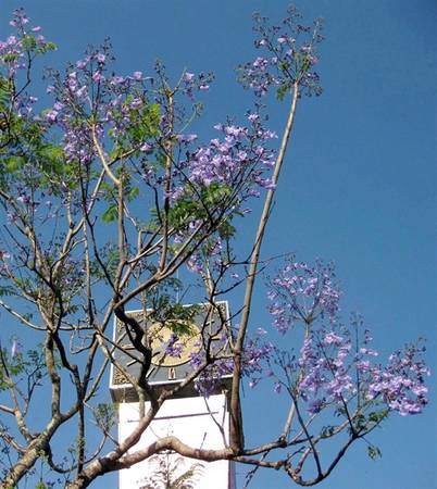 Phượng tím nở tím trời Đà Lạt