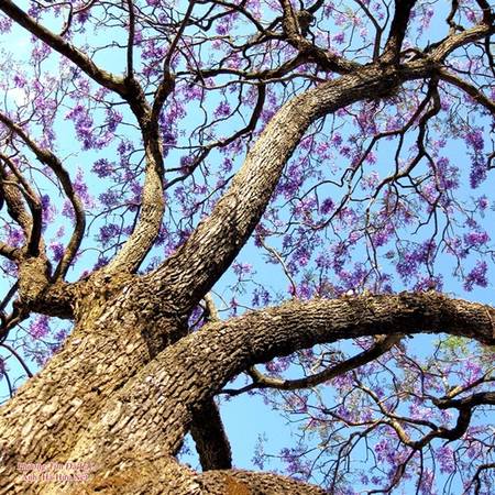 Con đường phượng tím Đà Lạt chiều nay đổ