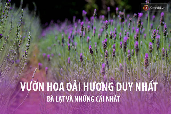 Cánh đồng hoa lavender tuyệt đẹp khi du lịch Đà Lạt