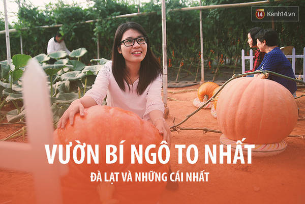 Tham quan vườn bí ngô khổng lồ độc đáo