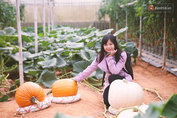 Sắc cam rực rỡ của quả bí ngô khổng lồ khi chín