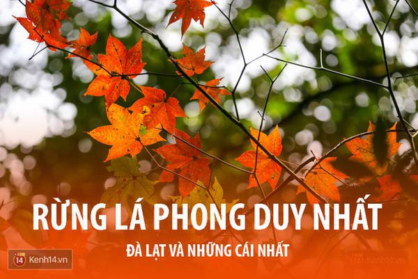 Cánh rừng lá phong đỏ độc đáo tại Đà Lạt
