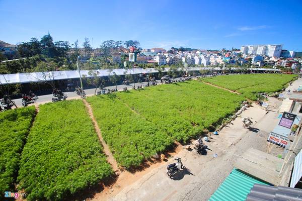 Những thảm hoa trải dài tuyệt đẹp tại Festival hoa Đà Lạt