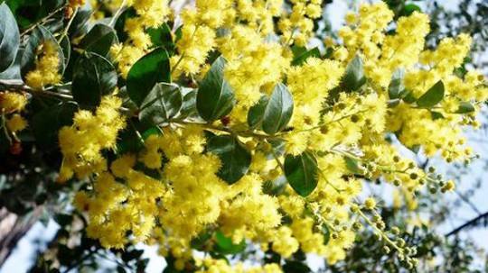 Vẻ đẹp kiêu sa e ấp của hoa Mimosa Đà Lạt Vẻ đẹp kiêu sa e ấp của hoa Mimosa Đà Lạt