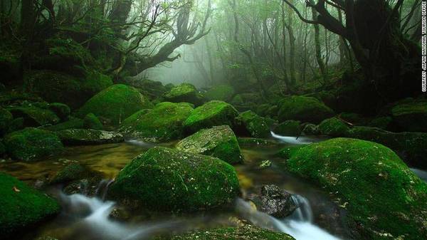 Đảo Yakushima Nhật Bản nguyên sơ kỳ vĩ