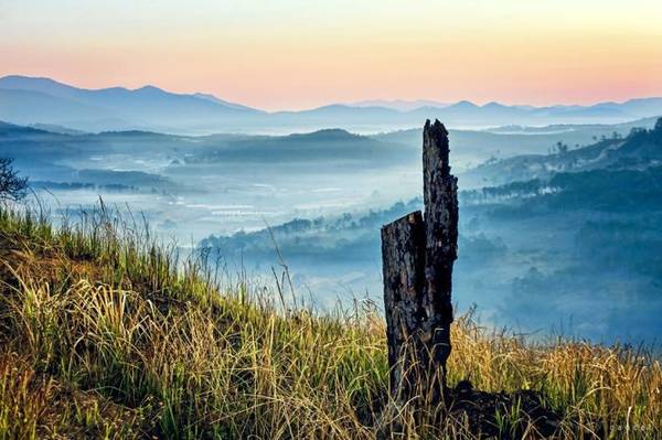 Rừng thông trong màn mây và những gì còn lại - Ảnh: Cao Cát