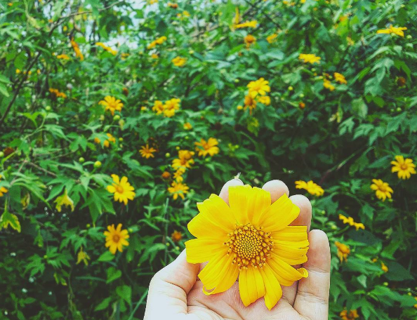 Hoa dã quỳ Ba Vì đẹp ngẩn ngơ giữa núi rừng