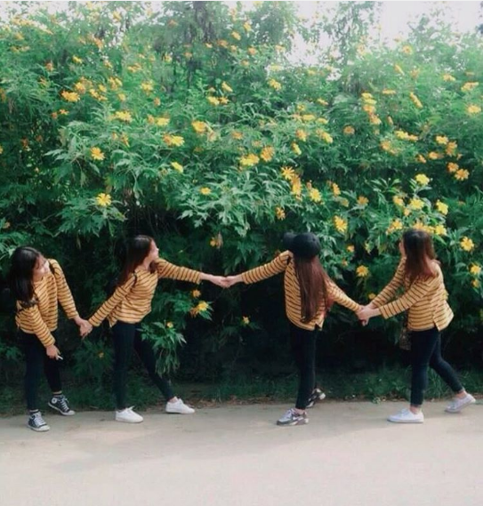 Cảnh đẹp hoa dã quỳ Ba Vì trên đường đi