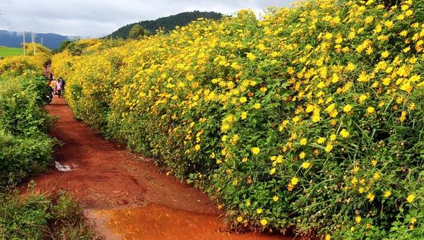 Hoa dã quỳ nở trên cung đường đất đỏ bazan, nơi người nông dân ra vườn, lên rẫy.