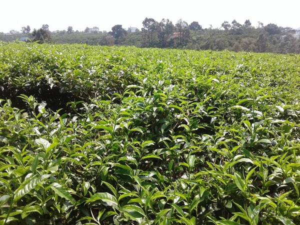 Địa điểm cuối cùng chúng tôi ghé đến là thành phố Bảo Lộc, nơi nổi tiếng với chè.