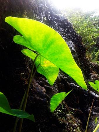 Thiên nhiên ở đây cũng hoang dại vô cùng, được tắm dòng nước mát của mẹ tự nhiên nên thực vật rất xanh tốt.