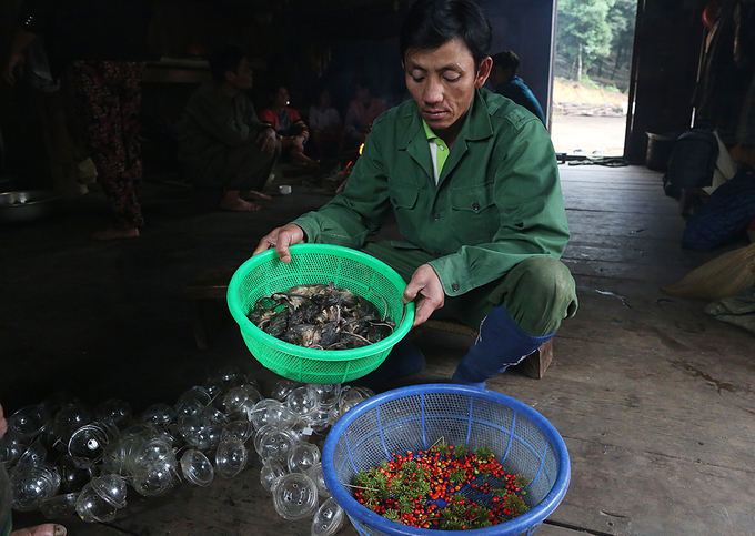 Vùng núi Ngọc Linh có người dân tộc Xê Đăng sinh sống. Trong mỗi dịp tết, ngày lễ, vào nhà mới, đám hỏi, đám cưới phải có món thịt chuột, chim, lợn treo gác bếp để tiếp đãi khách quý.  "Chuột núi ăn sâm thường có màu lông vàng ánh đỏ, mắt thường khó phát hiện bởi chúng giống lá cây, nên phải quan sát kỹ mới bắt được", A Luận ở xã Măng Ri (huyện Tu Mơ Rông) cho biết.