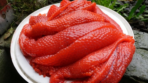 Trứng cá thối thường được chôn cùng đầu cá thối Alaska