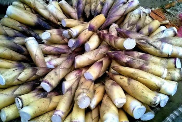 Măng chua rừng đặc sản Gia Lai