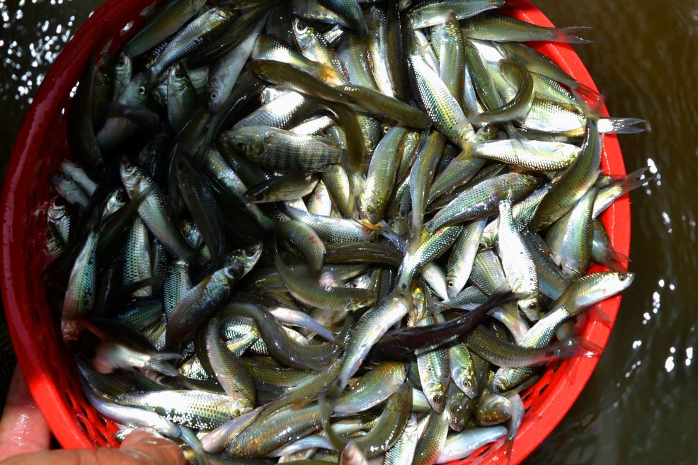 Mẻ cá linh tươi - đặc sản mùa nước nổi miền Tây