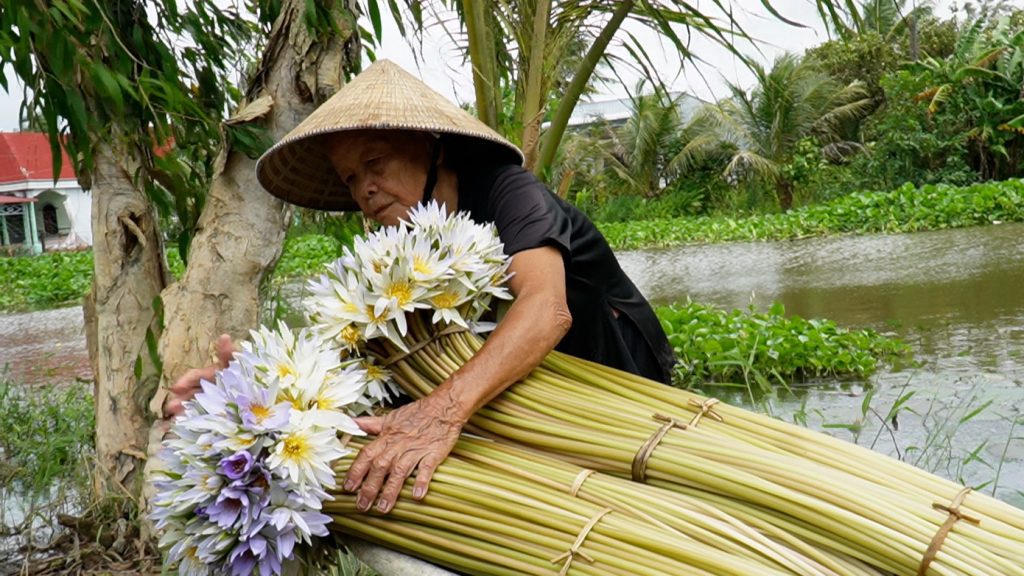Thu hoạch bông súng - đặc sản mùa nước nổi