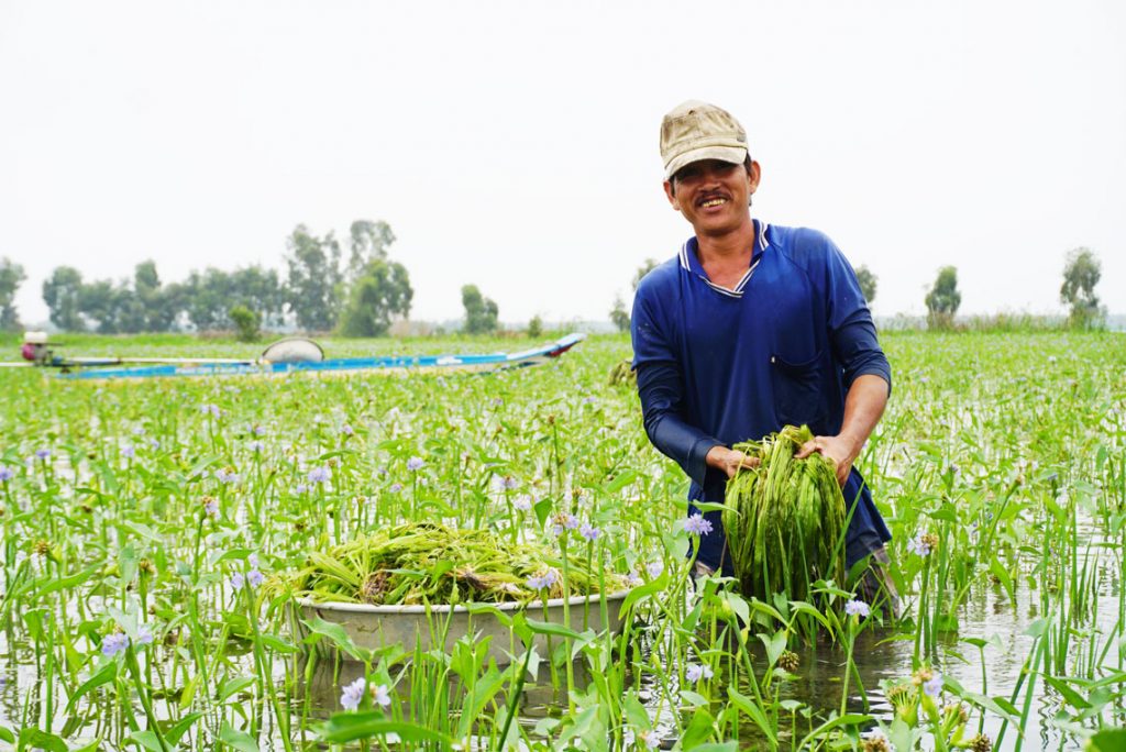 Thu hoạch hẹ nước - đặc sản mùa nước nổi