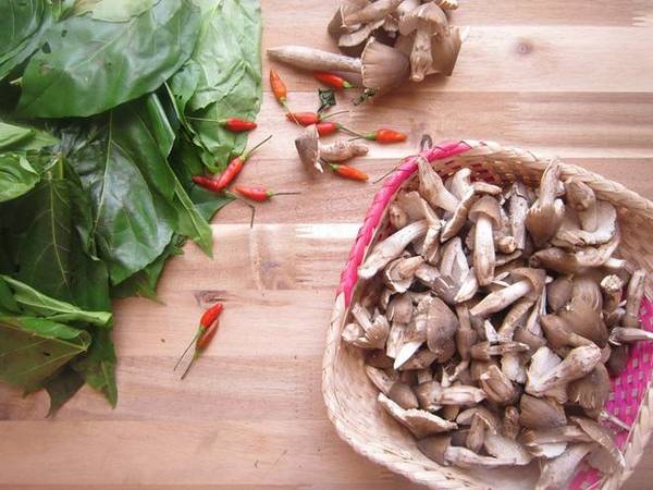 Nấm mối miền Tây sinh sôi nhiều nhất tại Bến Tre, Tiền Giang, Cần Thơ