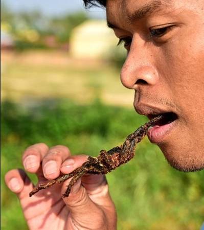 Thưởng thức nhện Tarantula Campuchia rán giòn