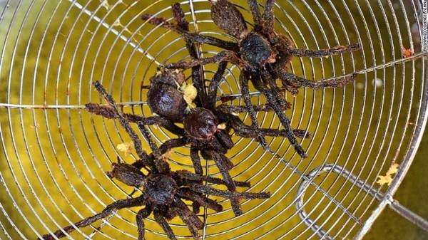 Lý do nhện Tarantula Campuchia trở thành món ăn truyền thống