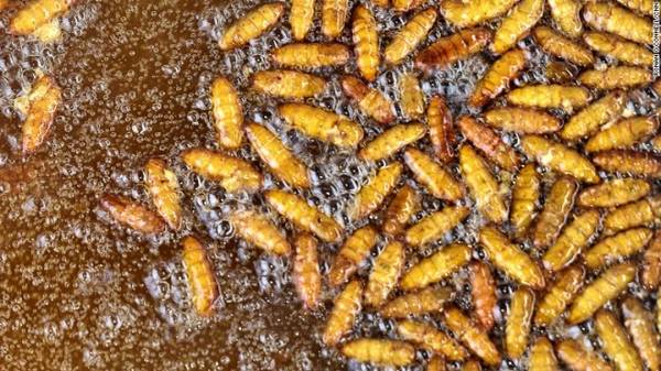 Lớp học nấu nhện Tarantula Campuchia và các món côn trùng khác