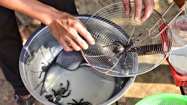 Trước lúc cho lên chảo, những con nhện được ngâm vào một hỗn hợp màu sữa gồm đường, muối, bột gà và nước.