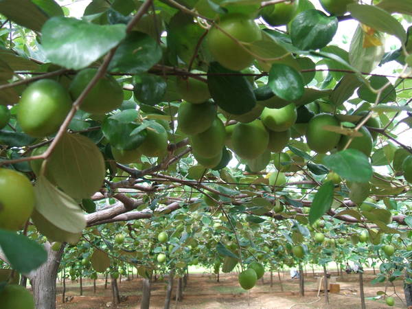 Táo đặc sản Phan Rang