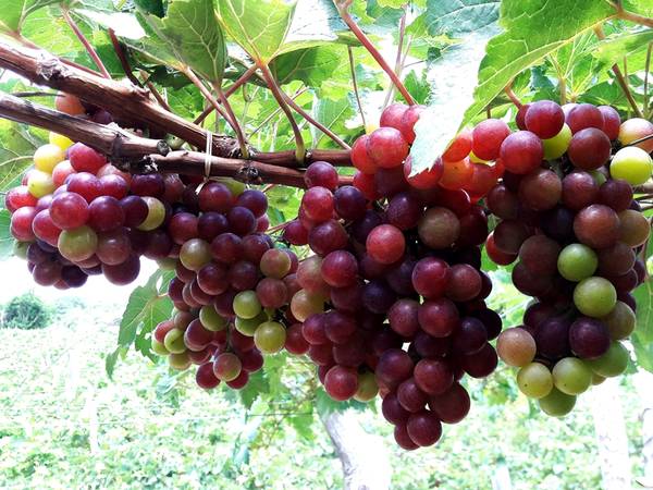 9 đặc sản của vùng đất Phan Rang, Ninh Thuận