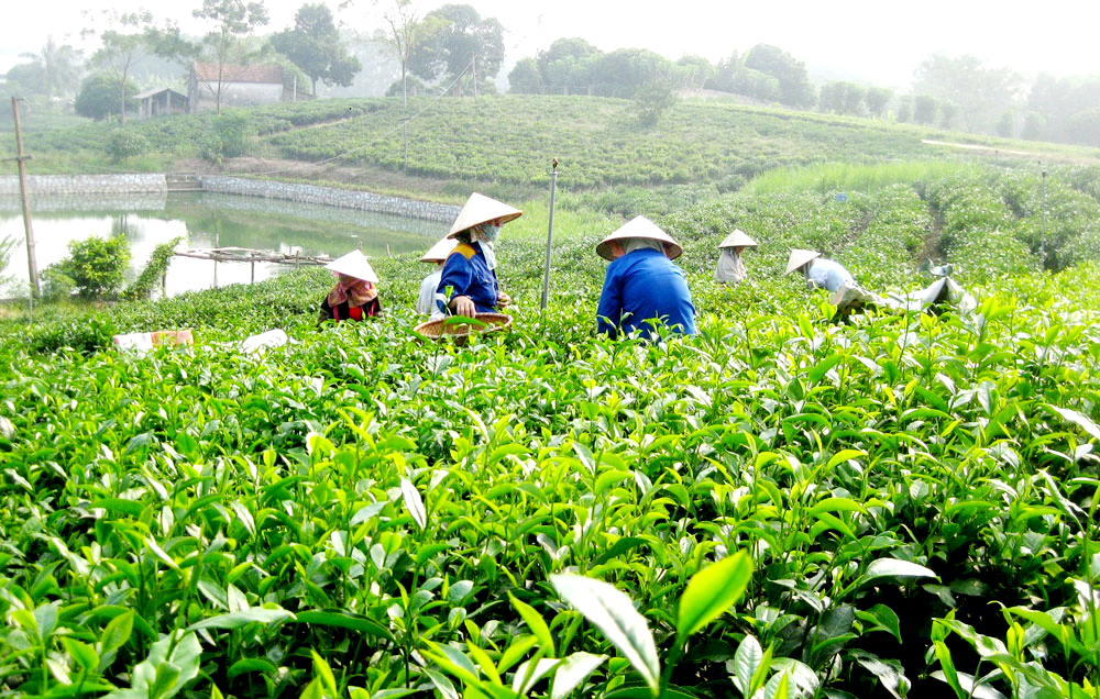 đặc sản Thái Nguyên