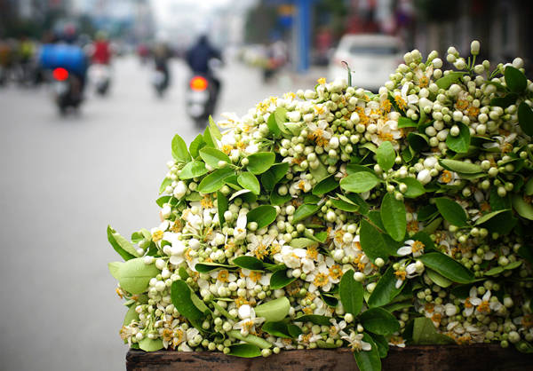 Gánh hoa bưởi thơm ngát đặc trưng khi du lịch Hà Nội