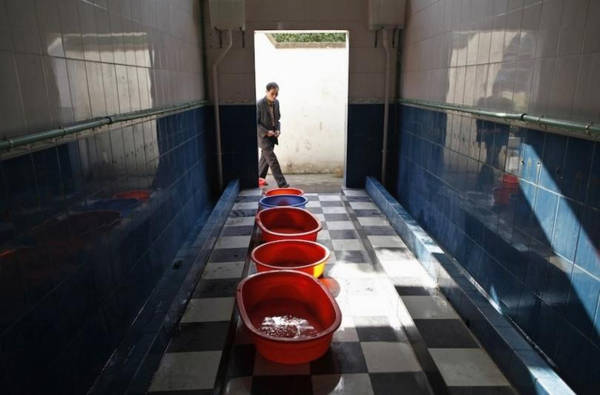 Nước tiểu lấy từ trường tiểu học để làm trứng luộc nước tiểu