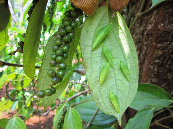 Nhộng sâu muồng bám trên lá tiêu