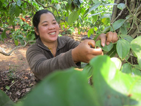 Người dân đang bắt nhộng sâu muồng