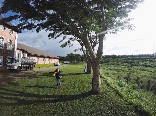 Hàng thông lãng mạn Dalat Milk Farm