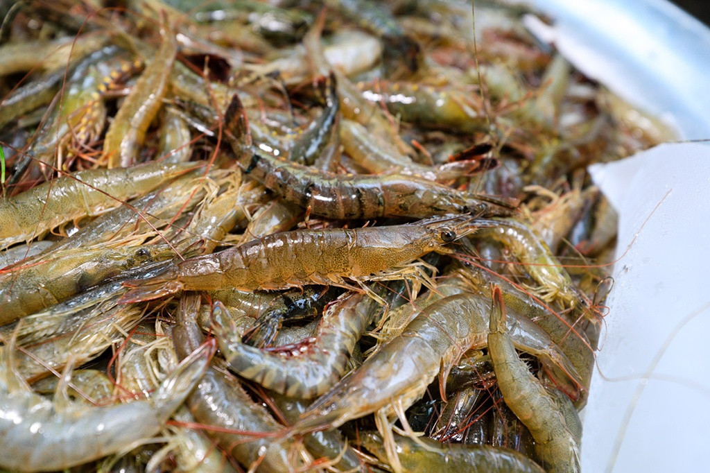 Tôm đầm Chuồn Huế tươi ngon. Ảnh: Báo Thanh niên.