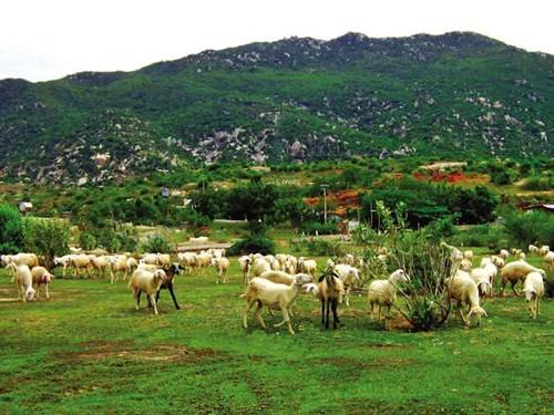 Dê núi Ninh Bình chăn thả trên sườn núi