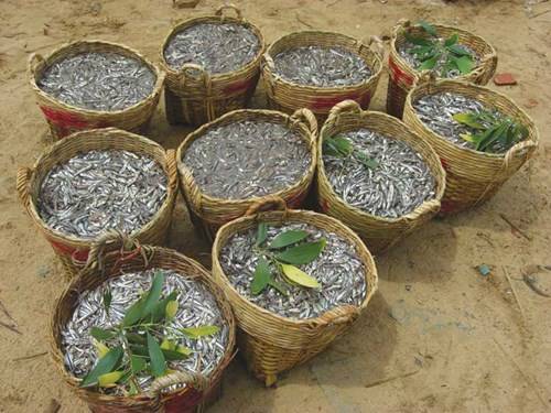 Cá cơm than, nguyên liệu để làm nước mắm