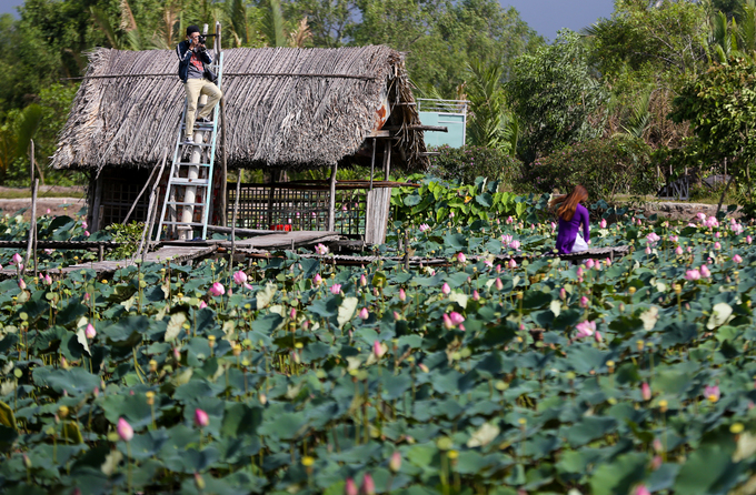 Cầu khỉ và nhà tranh giữa đầm sen Tam Đa