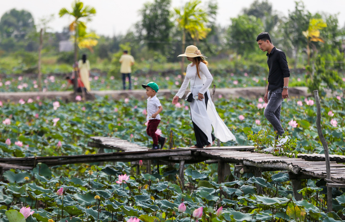 Những dịp sen nở rộ, mỗi ngày chủ đầm đón khoảng 50 du khách. Vào dịp cuối tuần, số người đến tham quan tăng lên nhiều.