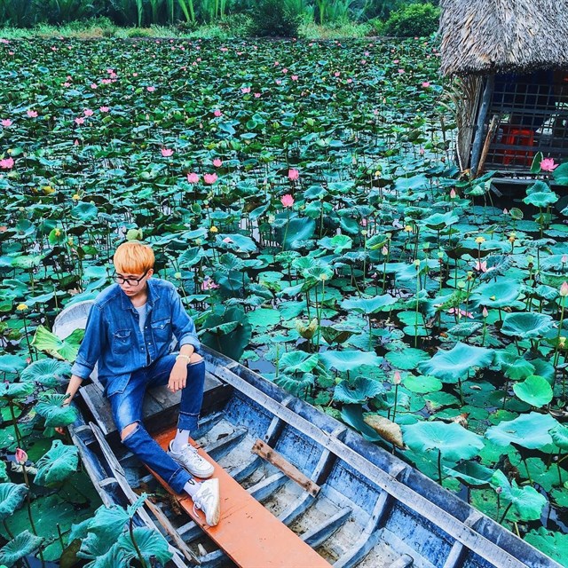 Hoa sen nở tại Đầm sen Tam Đa quận 9