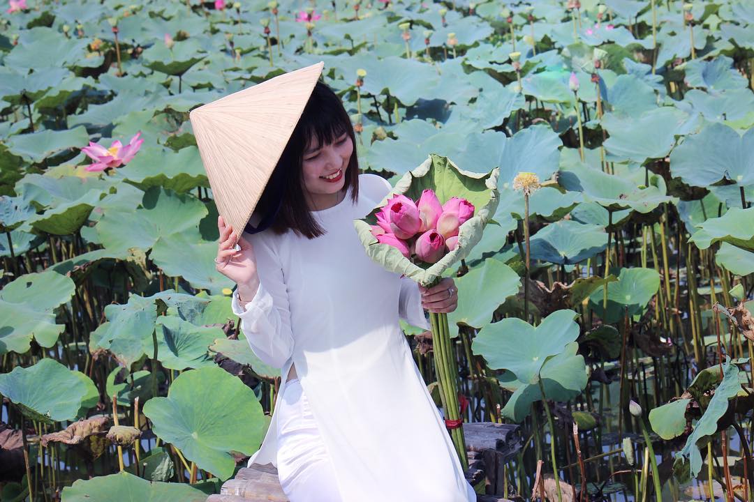 Hoa sen nở tại đầm sen Tam Đa