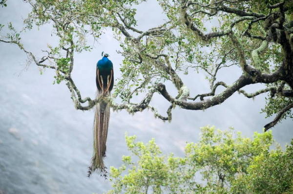 Công viên quốc gia Yala, Sri Lanka