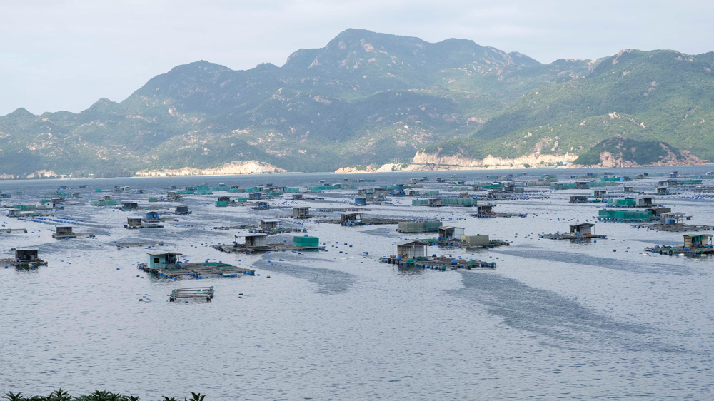 Bè nuôi tôm hùm trên đảo Bình Ba